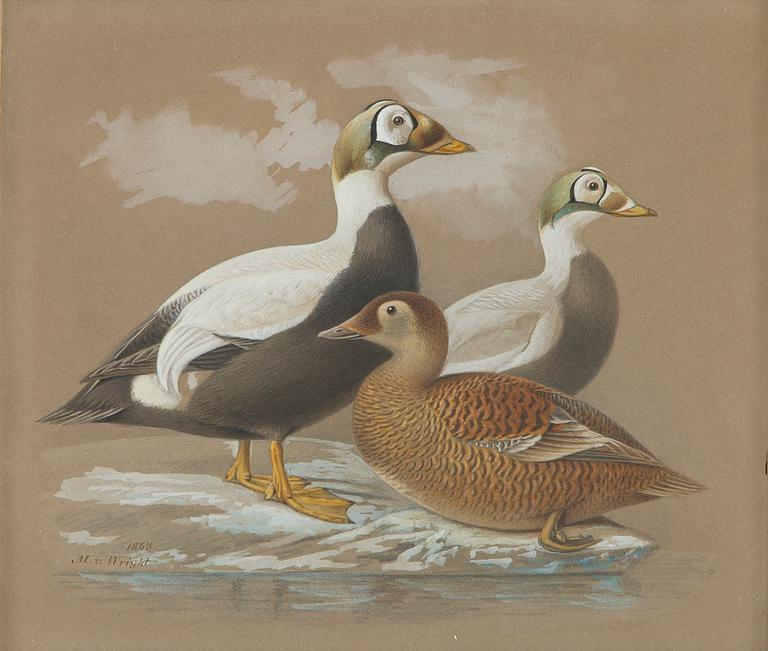 Magnus von Wright, King Eiders.